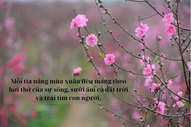 Câu nói hay về mùa xuân ảnh 3