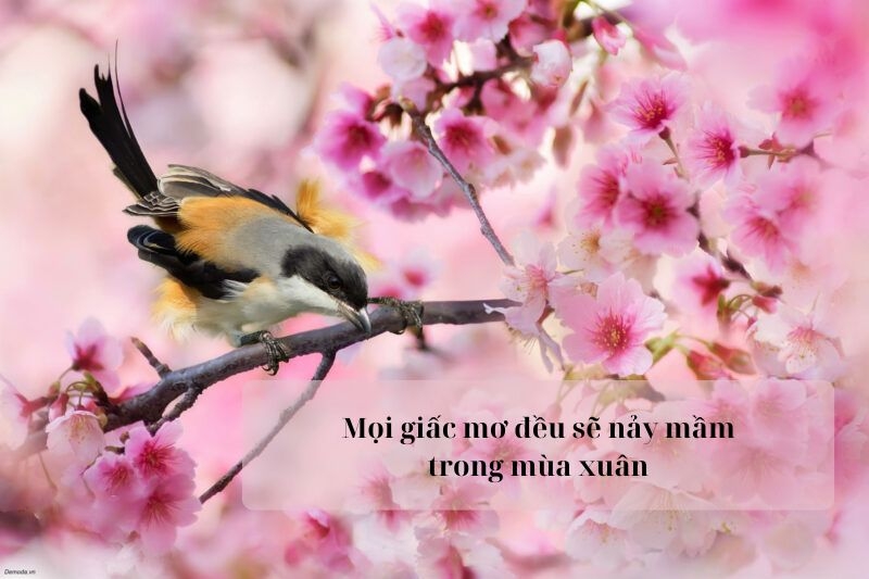 Câu nói hay về mùa xuân ảnh 4