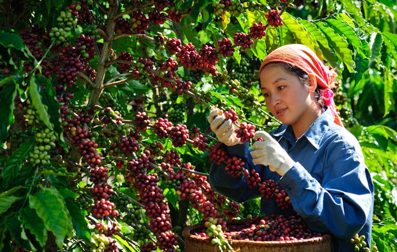 cây công nghiệp lâu năm 3.jpg