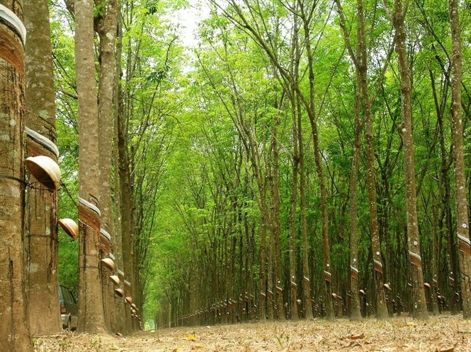 cây công nghiệp lâu năm 5.jpg