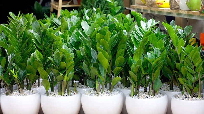 Sự thật cây kim tiền có độc không?