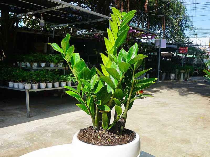 Nên đặt cây kim tiền ở đâu để thu hút tài lộc?