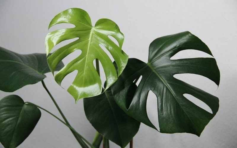 Tìm hiểu cây trầu bà lá xẻ là cây gì
