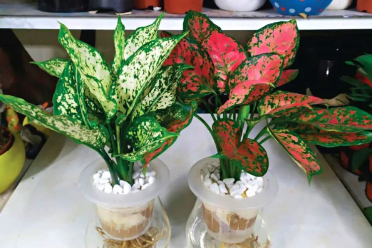 cây vạn lộc 2