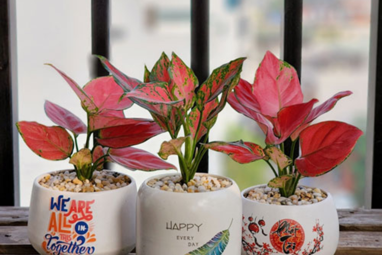 cây vạn lộc 1