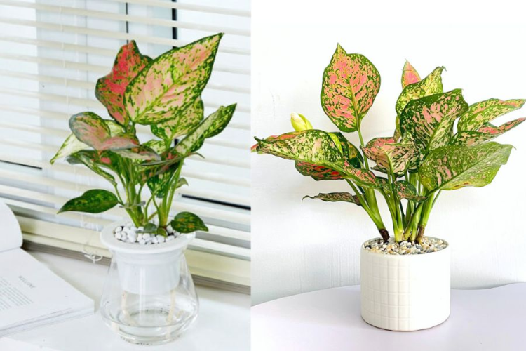 cây vạn lộc 3