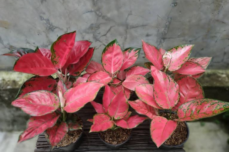 cây vạn lộc 5