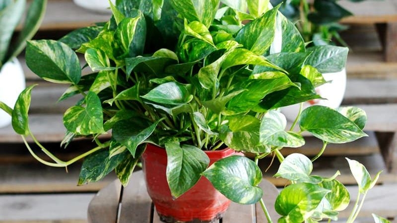 Cây vạn niên thanh là cây gì?