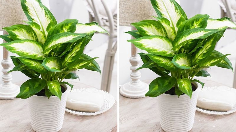 Ý nghĩa phong thủy của cây vạn niên thanh là gì?