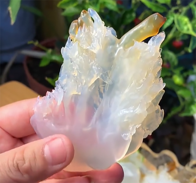 Chân sứa (hình 10)