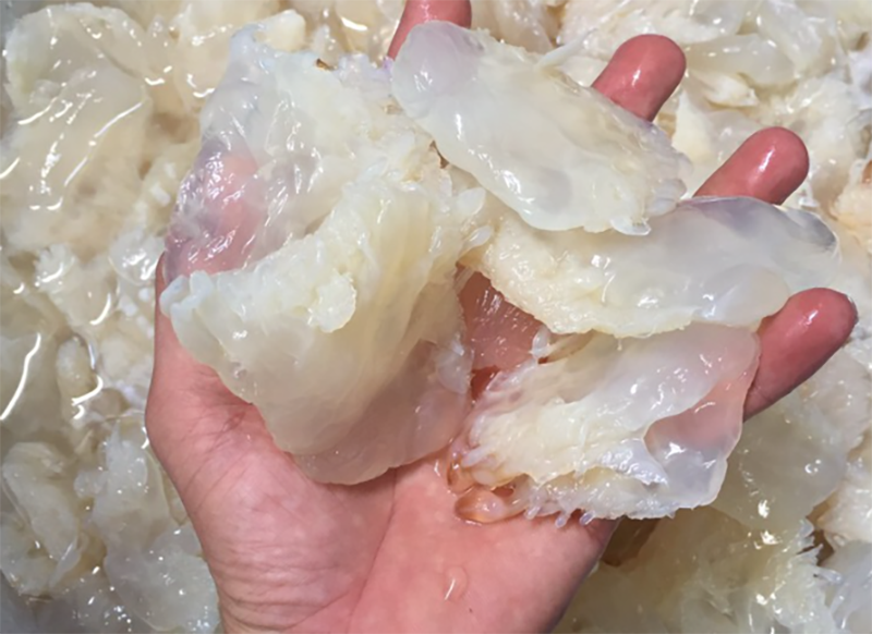 Chân sứa có ăn được không? (hình 3)