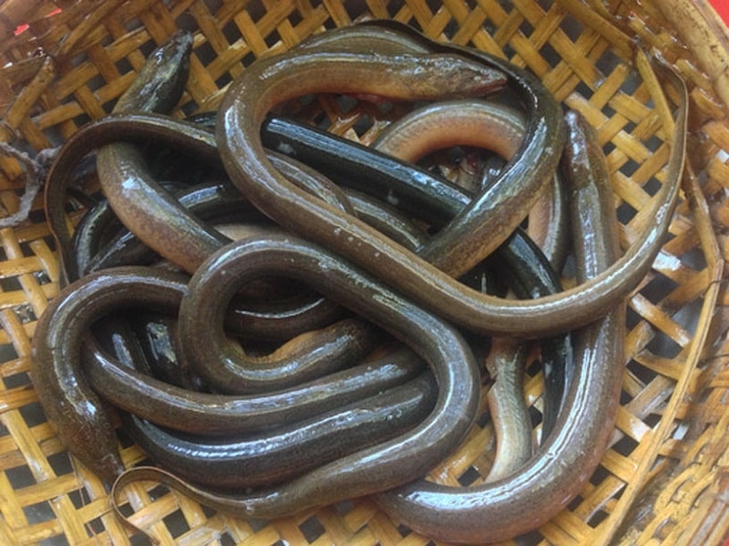 gia tri dinh duong cua thit luon