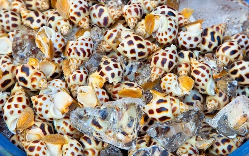 Chế biến ốc hương 7