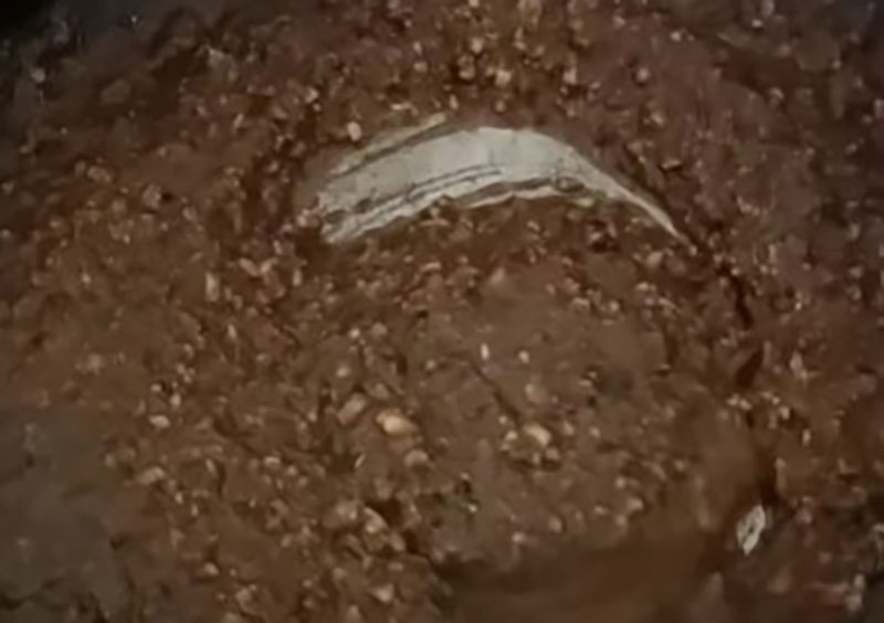 Chẻo lạc (hình 13)