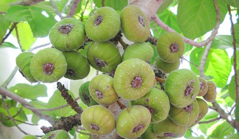 Chia sẻ bí kíp làm vả trộn tôm thịt (hình 3)