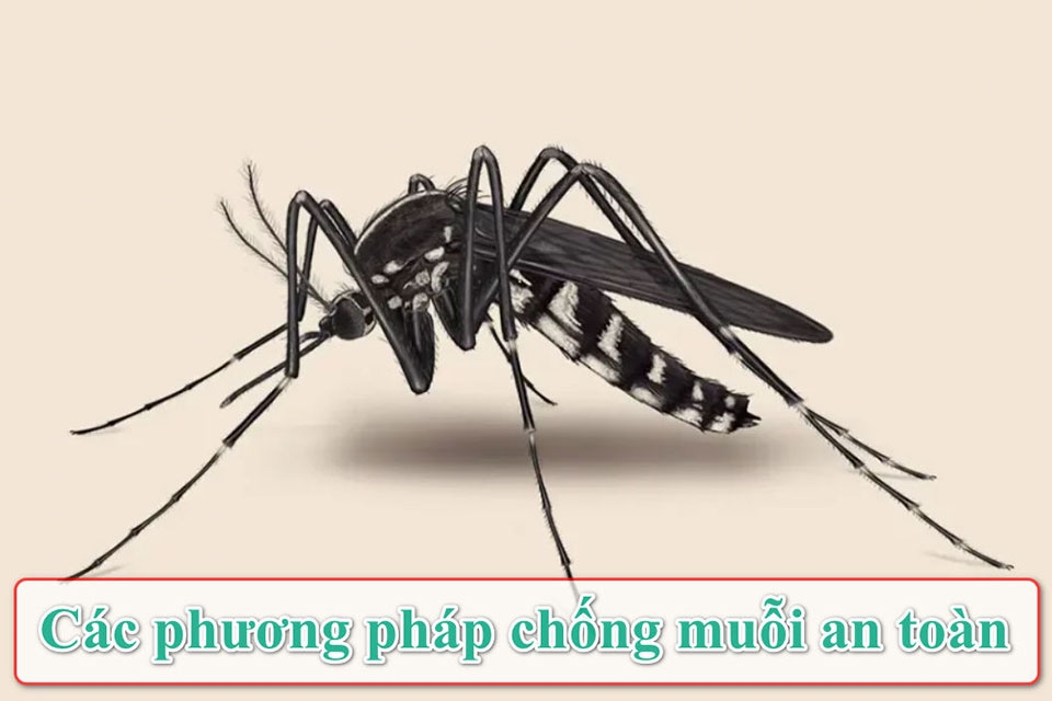Gợi ý các phương pháp chống muỗi an toàn và hiệu quả giúp bảo vệ gia đình bạn cả ngày