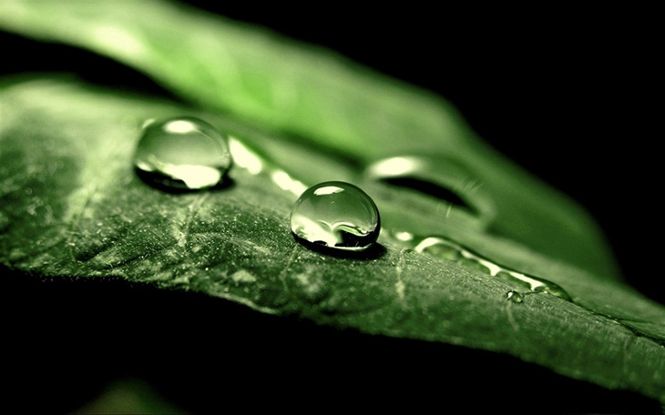 Chụp Macro là gì? (hình 6)