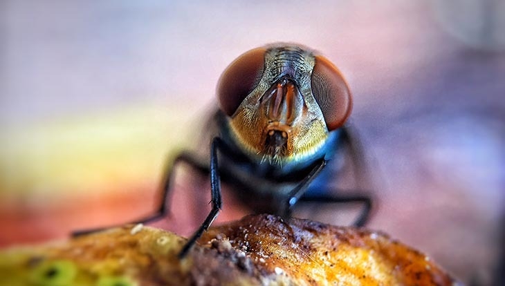 Chụp Macro là gì? (hình 7)