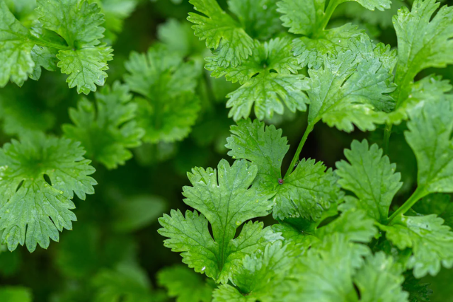 Cilantro là gì mà khiến nhiều người vừa mê vừa ghét? Bật mí công dụng bất ngờ của loại rau này