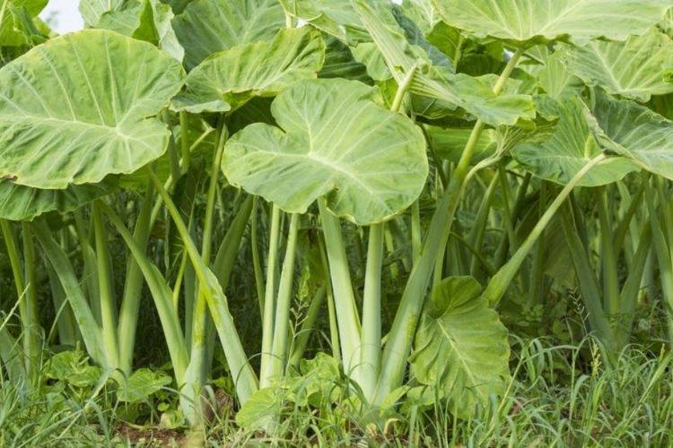 Có nên bóp muối dọc mùng trước khi nấu