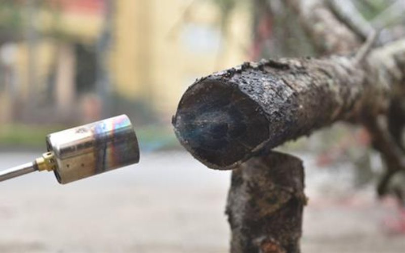 Có nên đốt gốc đào trước khi cắm để hoa tươi lâu - hình 2
