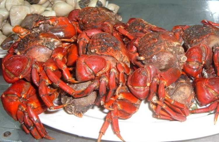 CON CHÙ Ụ 4