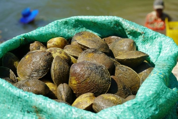 Con dộp là con gì? Khám phá đặc sản rừng ngập mặn được người dân “săn lùng”