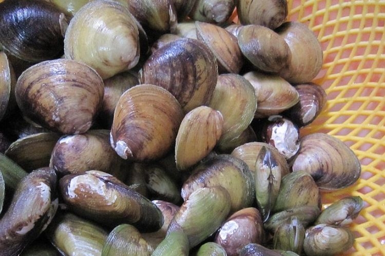 con vọp 5
