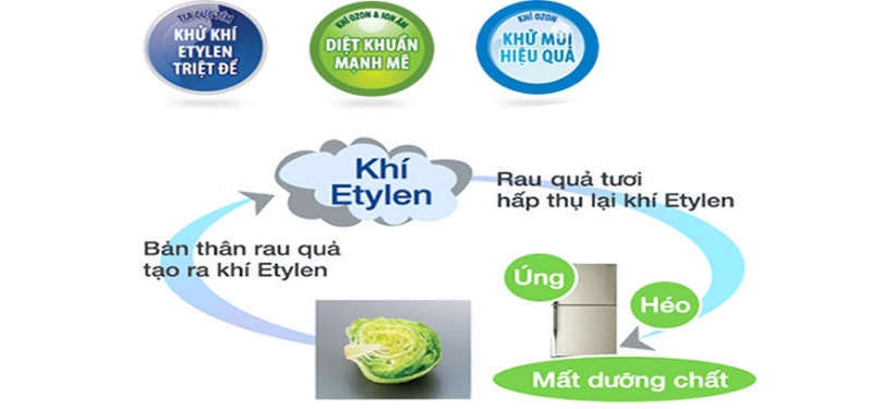 công nghệ hybrid bio hình 6