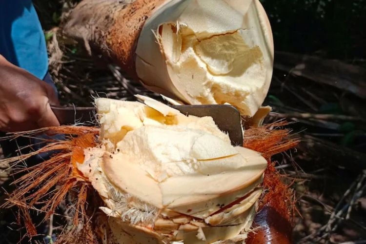 củ hũ dừa xào tỏi