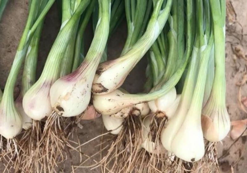 Cách làm củ kiệu cuốn lá (ảnh 4)