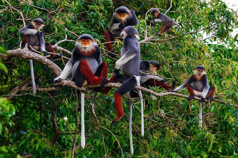 Đa dạng sinh học là gì 2