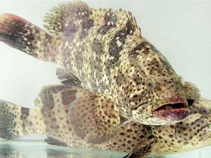 đặc sản cô tô 5