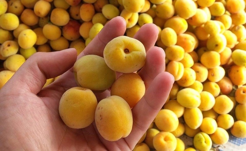 đặc sản hà tây 2