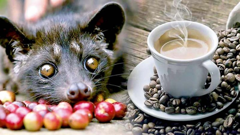 đặc sản Lâm Đồng 9