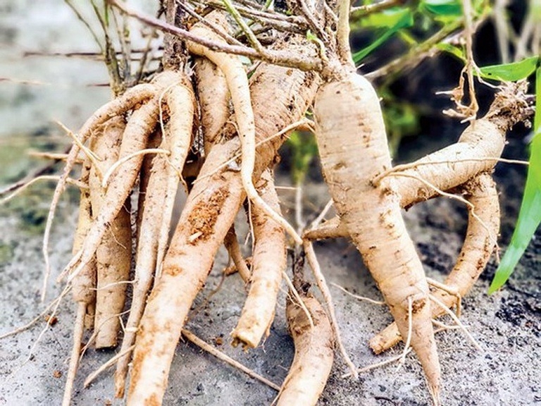 Đặc sản Quảng Bình (ảnh 8)