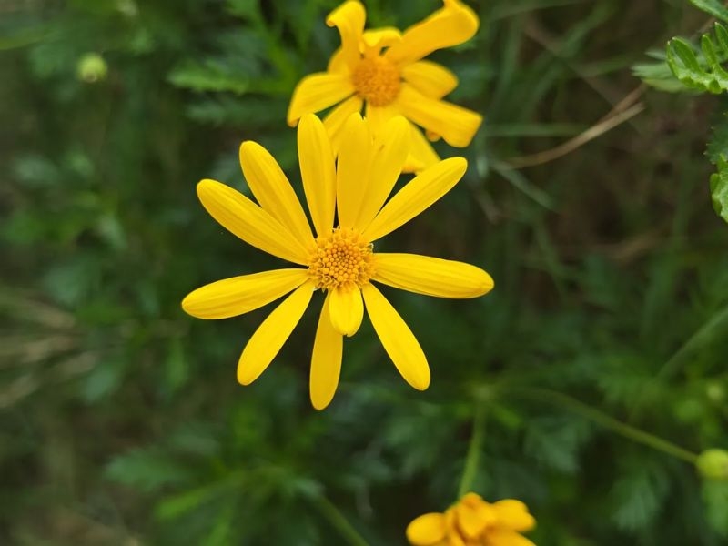Đánh giá camera Xiaomi 17 Ultra về khả năng chụp cận cảnh