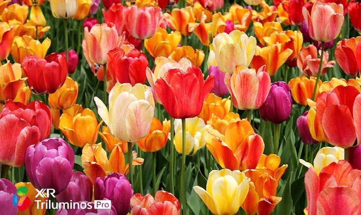 Đánh giá tivi Sony 65X90K 2