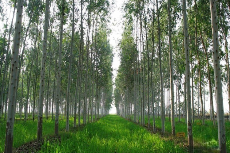 Đất LNK là gì (ảnh 4)