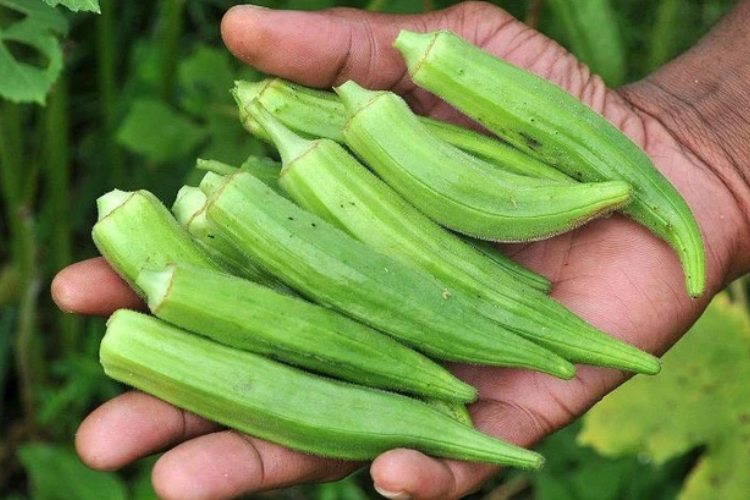 Đậu bắp bao nhiêu calo 4
