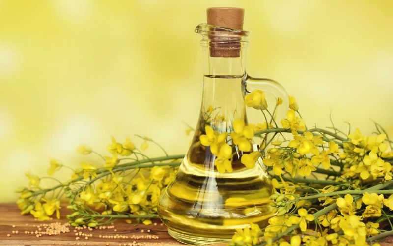 Tác hại của dầu hạt cải