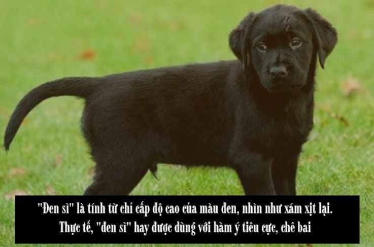 Đen xì hay đen sì 3