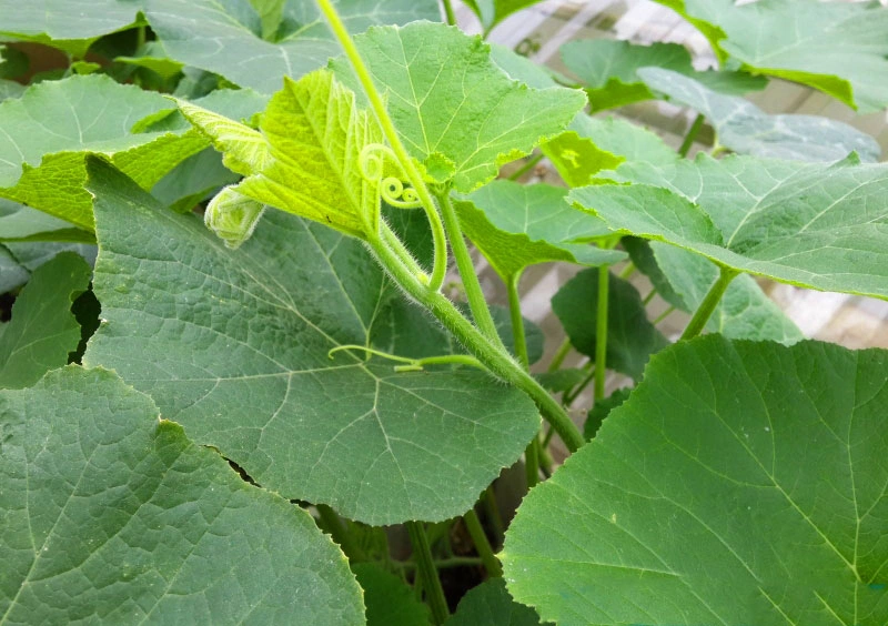 đọt bí 3