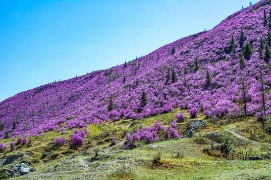 Ngắm hoa maralnik ở vùng Altai