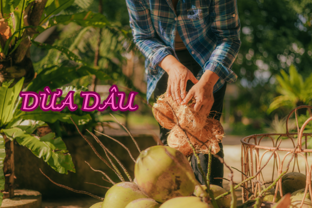 Dừa dâu ngon ngọt - Bí quyết chọn mua đúng trái và thưởng thức chuẩn vị miền Tây