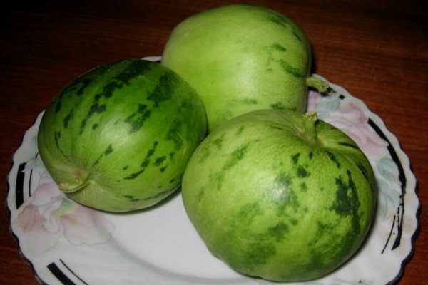 dưa hồng - Hình 2