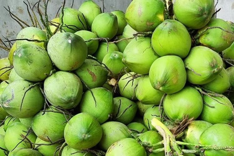 Dừa xiêm: Giới thiệu sơ lược, đặc điểm và những món cực ngon từ loại quả này