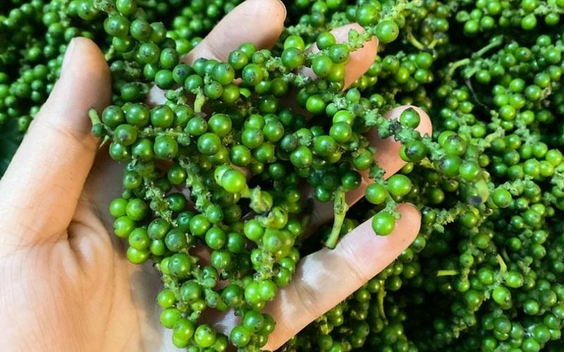 Cách chọn mua tiêu xanh tươi ngon