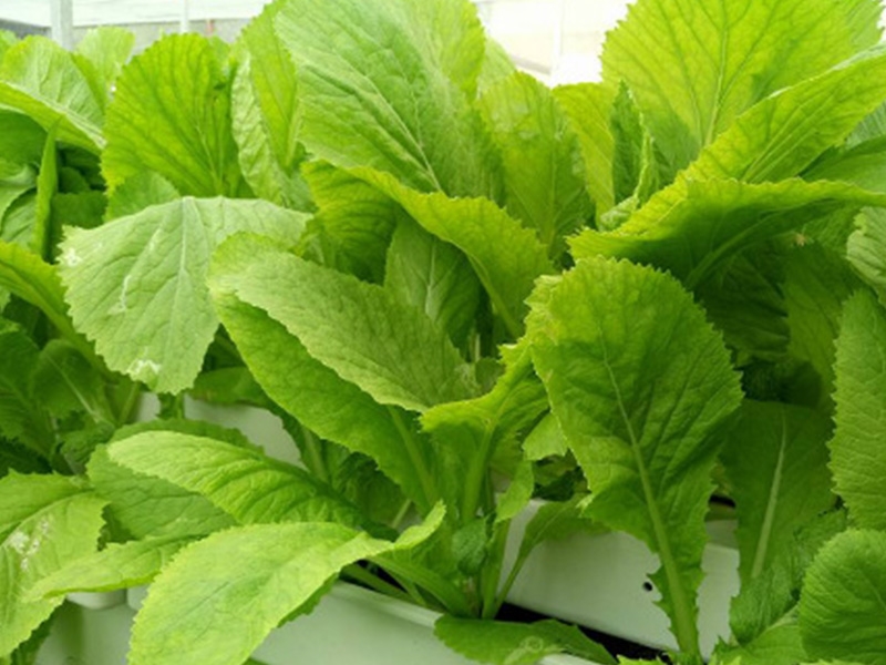 Cách chọn mua cải bẹ xanh ngon