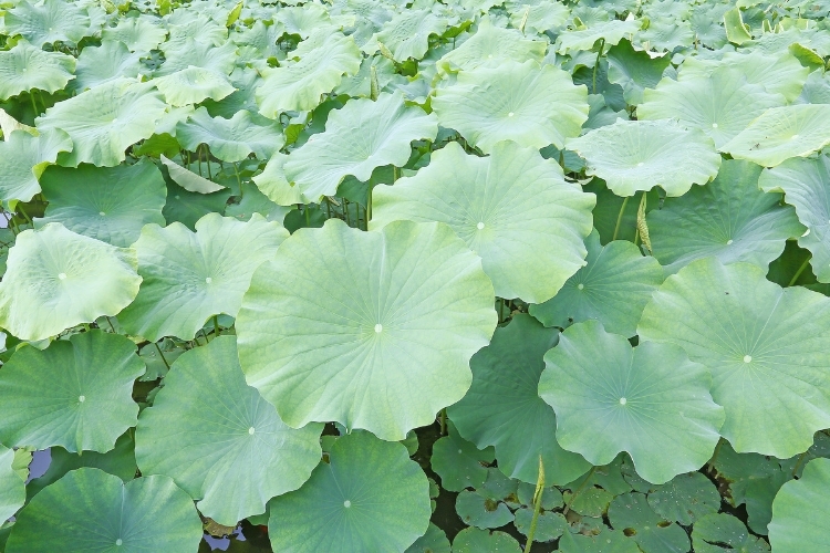 gà nướng lá sen (10).jpg